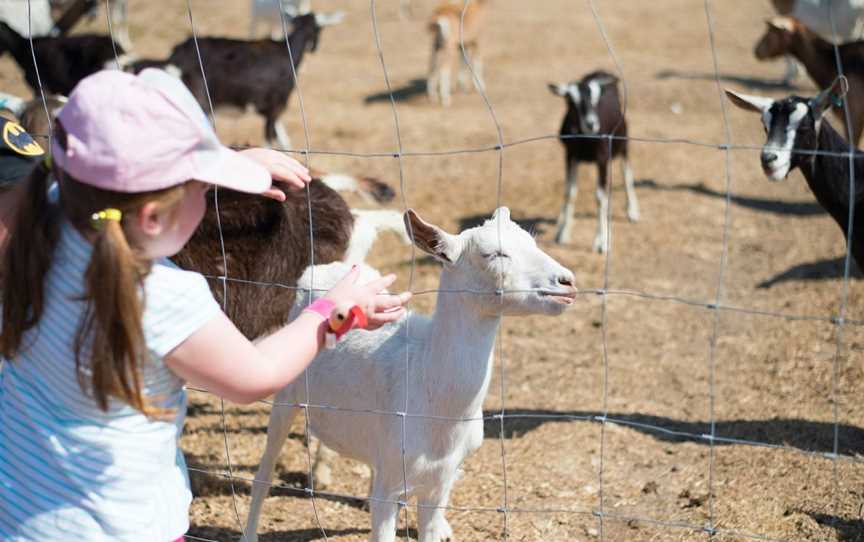Naughty Little Kids Goat Dairy, Peak Crossing, QLD