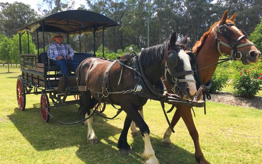 Hunter Valley Horses / @ the farm / HVH FARMS, Pokolbin, nsw