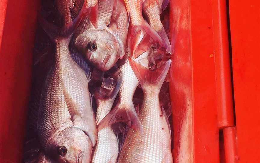 Keen as Fish, Marion Bay, SA