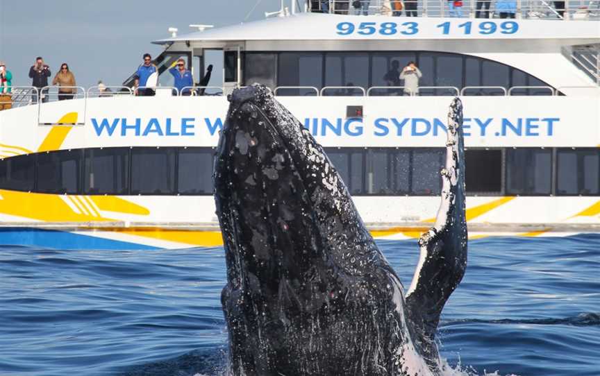 Whale Watching Sydney, Sydney, NSW
