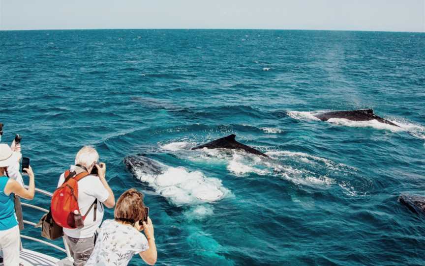 Brisbane Whale Watching, Redcliffe, QLD