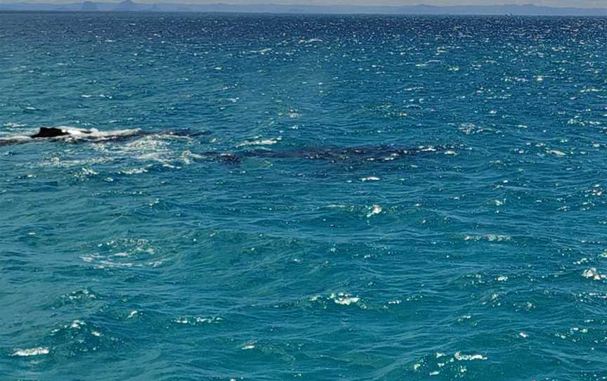 Brisbane Whale Watching, Redcliffe, QLD