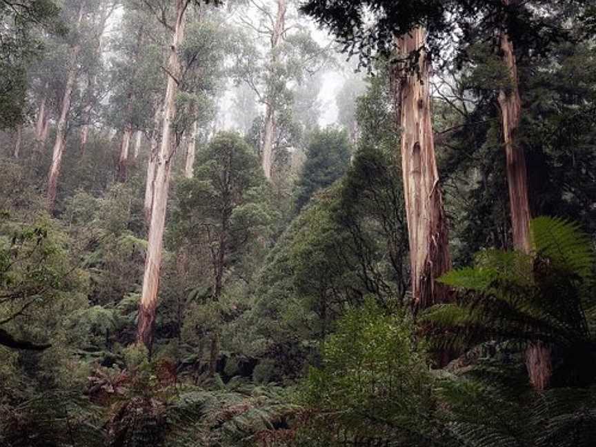 Great Forest Experiences, Healesville, VIC