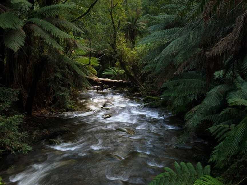 Great Forest Experiences, Healesville, VIC