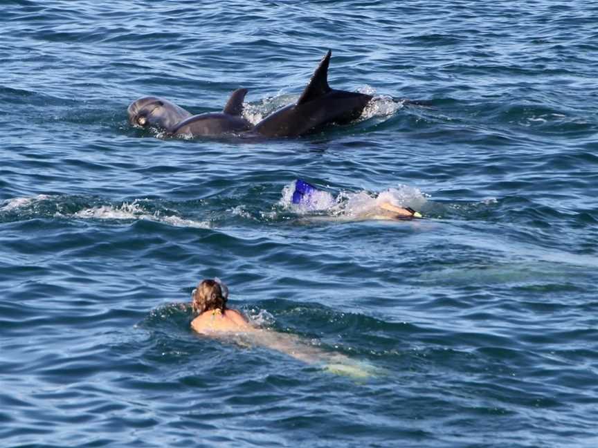 Dolphin Discoveries, Paihia, New Zealand